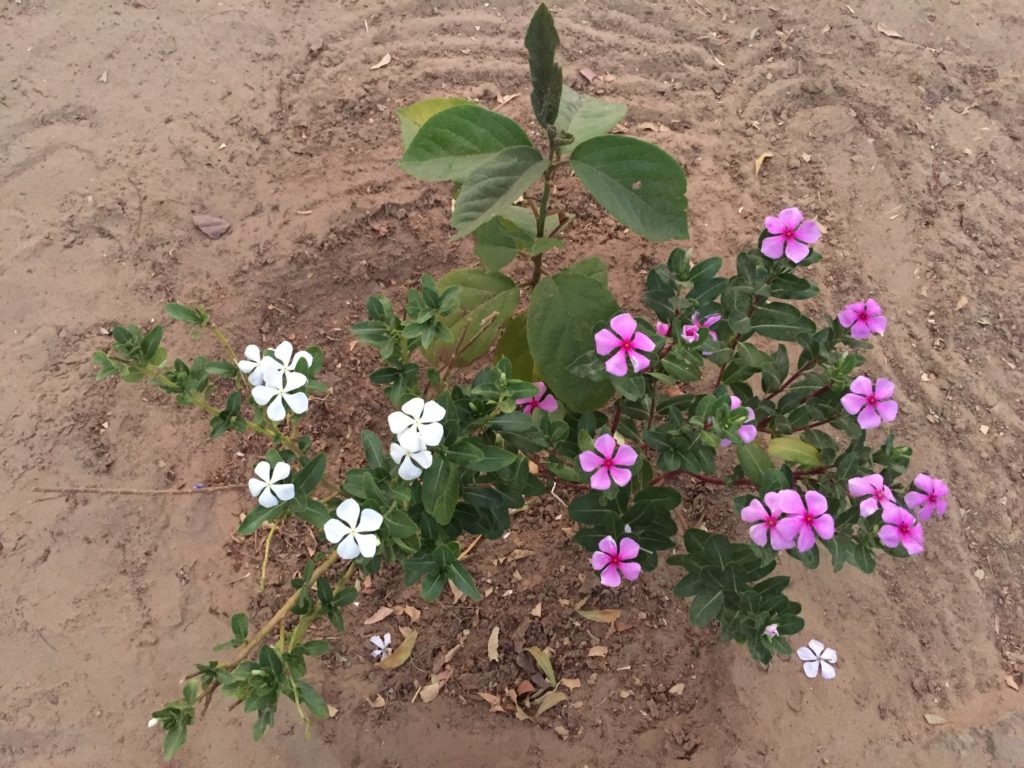 Des fleurs sur le site Le Varan Baar Bi