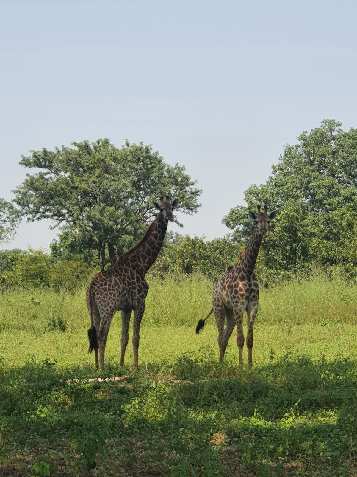 duo de girafes dans la réserve de Fathala