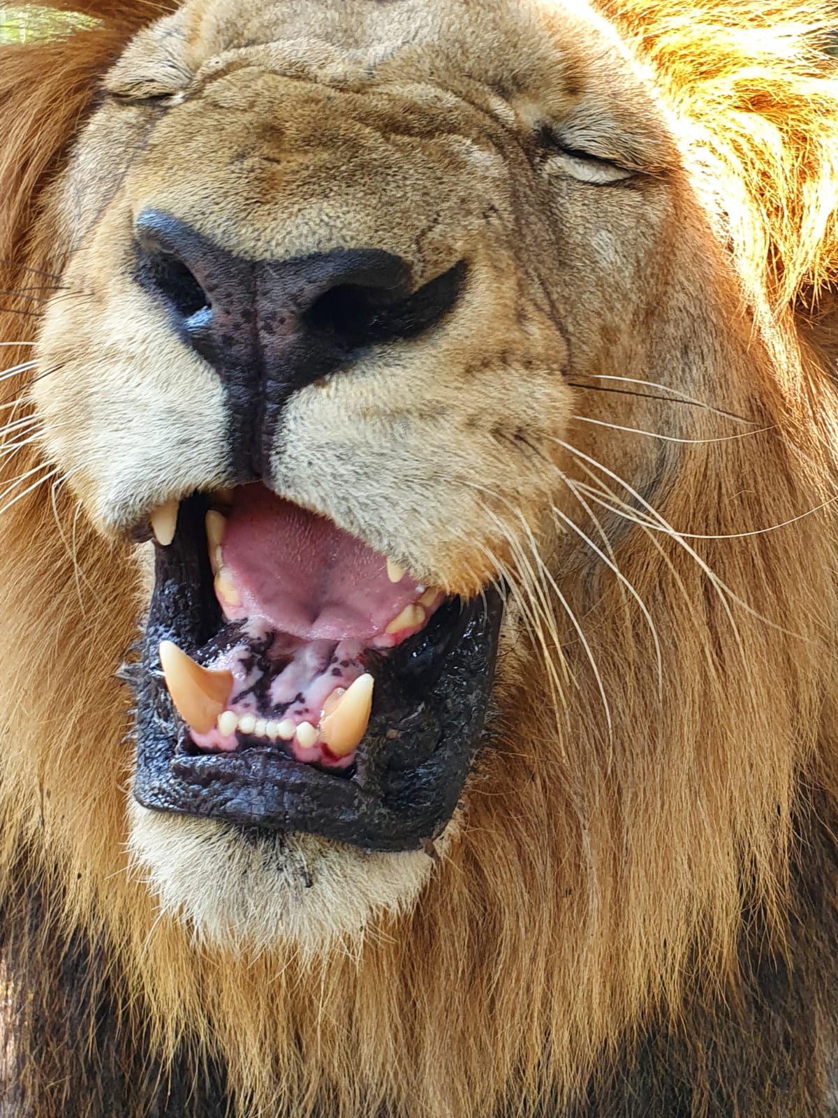 Lion du delta du Saloum