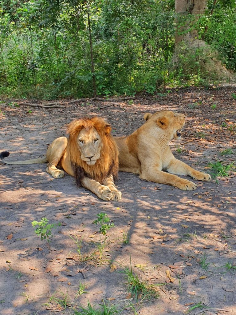 couple de lions dans la réserve de Fathala